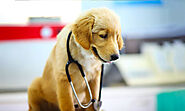 Exclusive Pet Therapy Guide: Does Your Pet Needs Therapy?
