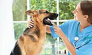 How To Brush Dog's Teeth [Vet-Approved Methods]