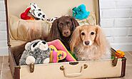 10 Dog Toy Box Ideas That Will Make Your Pup Smile