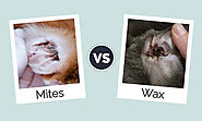 Dog Ear Mites Vs. Ear Wax: How To Spot The Difference