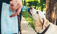 Hydration in Dogs: Keep Your Dog Hydrated This Summer