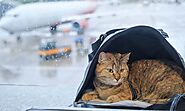 10 Vet-Approved Tips for Traveling With a Cat - Pets Head To Tail