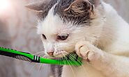 Cats Teeth: How to Brush It Properly - Pets Head To Tail