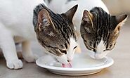 Cat Milk: Is Milk Bad for Cats? - Pets Head To Tail