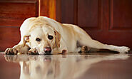 Medications for Dogs With Anxiety: Should You Consider It?