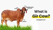Gir Cow - Shahjighee – Shahji Ghee