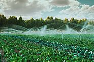 Your Go-to Experts for Sprinkler Systems in Mississauga | Augusta Green Sprinklers Inc.