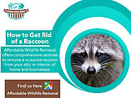 How to Get Rid of a Raccoon