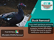 Duck Removal