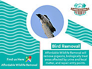 Bird Removal
