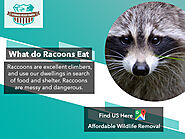 What do Racoons Eat