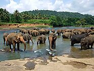 Visiting Pinnawala elephant orphanage