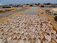 Exploring Negombo fish market