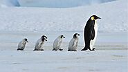 CHAU PINGUINOS Las razas emperador, Humboldt y Galápagos se están extinguiendo