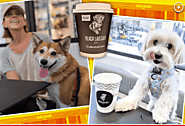 NYC’s First Dog Cafe: Black Lab Cafe For Human And Dogs | DogExpress