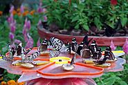 Dubai Butterfly Garden