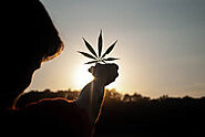 Marijuana Can Benefit Millions In Pain - Herbalsonlineshopee
