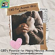 For CBD treats for cats, contact Pets & Pals.