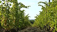 Vineyard in Saint émilion Gironde France