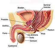 Prostate Surgery in Ahmedabad, Prostate Laser Treatment Ahmedabad, Prostate Laser Surgery Cost in India