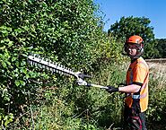 Reliable Tree Removal services in Kendall Florida