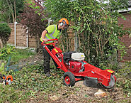 Reliable Stump Grinding services in Palmetto Bay FL