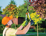 Reliable Tree Cutting services in Miami FL