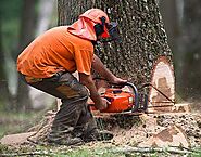 Reliable Tree Services in Coconut Grove FL