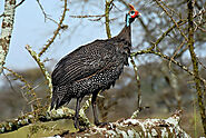 Helmeted Guineafowl