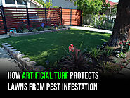 Pests Don’t Like Artificial Turf in Boise: Here Are 8 Reasons Why