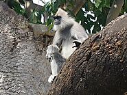 Exploring Minneriya National Park