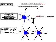 RNA-Seq - Wikipedia, the free encyclopedia