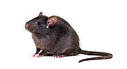 Rat Removal Melbourne, Mouse & Rodent Control Melbourne