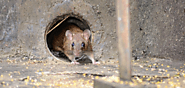 Rats Can Cause Structural Damage – Find Out!