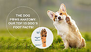 The Dog Paws Anatomy: Our Top 15 Dog’s Foot Facts! - DiscountPetMart