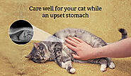 Care Well For Your Cat While An Upset Stomach - DiscountPetMart