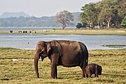 A Safari to Minneriya National Park