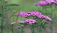 Fun facts about the Achillea plant › Business Link Directory - Designer Don