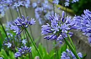 Interesting Facts About Agapanthus Plants