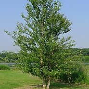 10. Birch Trees