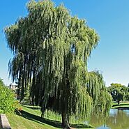 9. Willow Trees