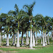 4. Palm Trees
