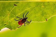 Some Facts About Ticks of Your Yard