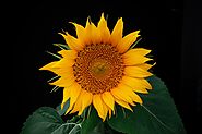 Benefits of Sunflower Seeds for Females | Tribunefox