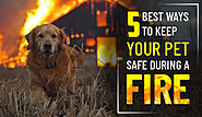 5 Best Ways to Keep Your Pet Safe during a Fire