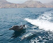 What Are The Best Activity to Do In Musandam Khasab, Oman? | by Dolphin Musandam Tours | Oct, 2022 | Medium