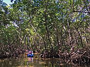 Mangrove Discovery Tour