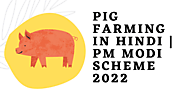 Pig Farming In hindi 2022 » INDIA's NO. 1 FINANCE
