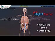 Human Anatomy - Vital Organs - Human Brain Part-1