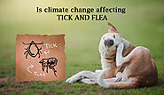 Is Climate Change Affecting Flea And Tick in Your Dogs? - DiscountPetMart